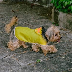 Capa de Chuva Temáticas