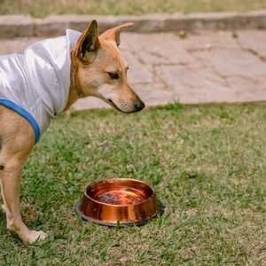 Comedouro Inox Metálico Colors